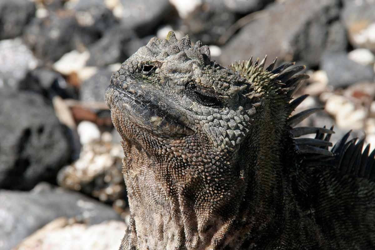 Darwin | Galapagos Islands