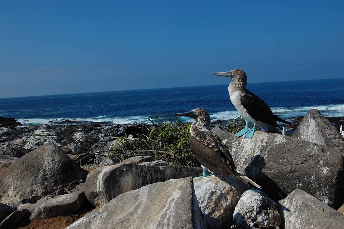 Española | Galapagos Islands