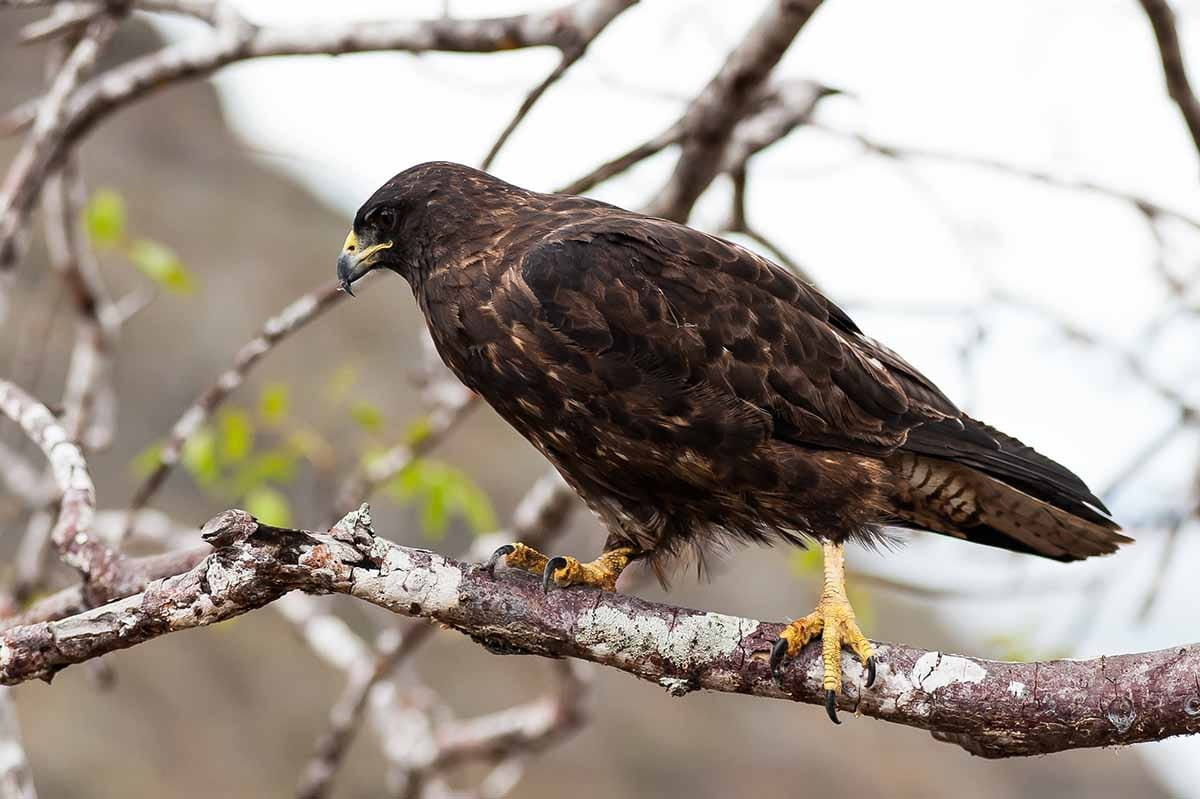 Puerto Egas | Hawk | Galapagos Islands