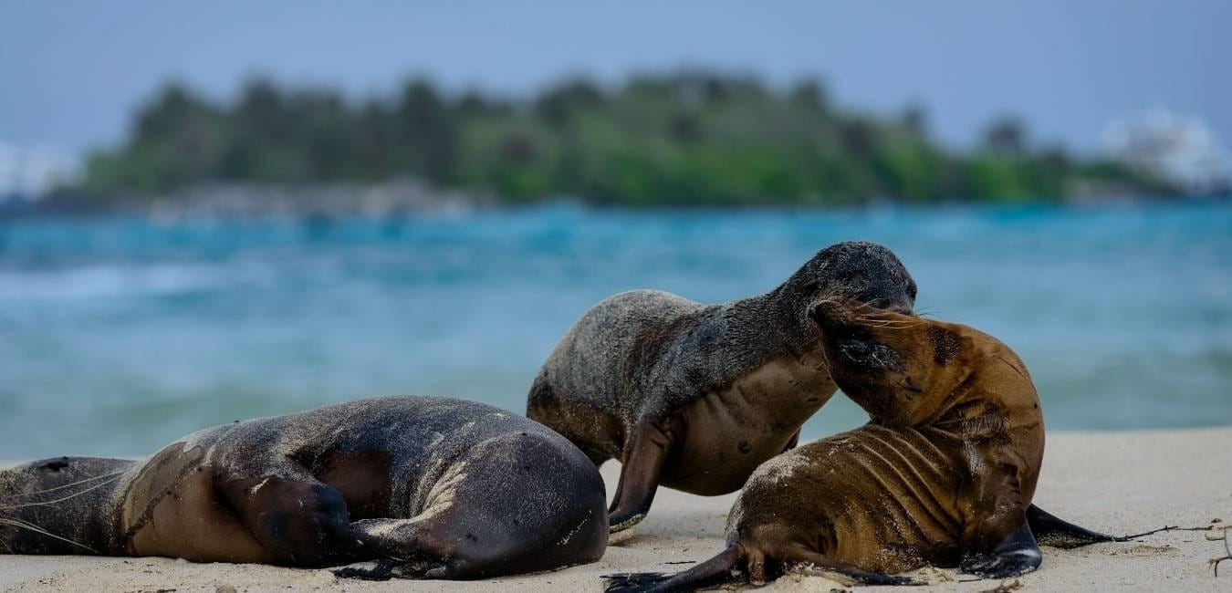 Playa de Ochoa | Galapagos Islands